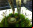 Caracoles que producen electricidad Caracoles que producen electricidad
