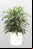 10 plantas para limpiar el aire de tu casa 10 plantas para limpiar el aire de tu casa