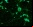 Las neuronas tienen resistencia natural al VIH Las neuronas tienen resistencia natural al VIH