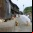 La Isla de los Gatos, un paraíso felino en Japón destinado a desaparecer