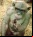 «Chimpancé sin pelo»: Conociendo a estos curiosos animales
