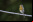 ChirpOMatic: App para identificar pájaros por el sonido de sus cantos ChirpOMatic: App para identificar pájaros por el sonido de sus cantos