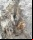 Descubren un oso completamente preservado en el Ártico ruso Descubren un oso completamente preservado en el Ártico ruso