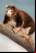 Animales que están al borde de la extinción (Galería)