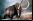 Científicos combinan ADN del mamut lanudo y el elefante